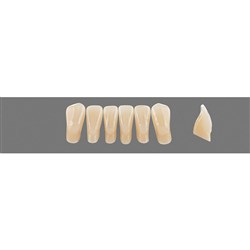 Vita Vitapan 3D, Lower, Anterior, Shade 3R15, Mould L5L