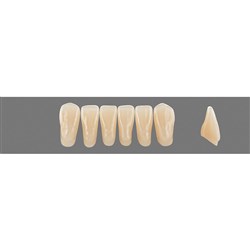 Vita Vitapan 3D, Lower, Anterior, Shade 3R25, Mould L15