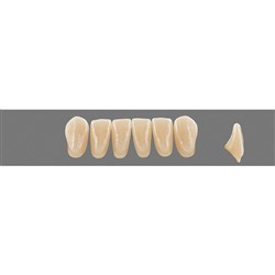 Vita MFT Lower, Anterior, Shade 3R25 A3.5, Mould L40