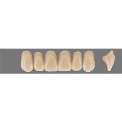 Vita MFT Upper, Anterior, Classical Shade C3, Mould S50