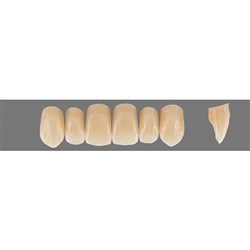 Vita Physiodens Classic Upper, Anterior, Shade C1, Mould X3L