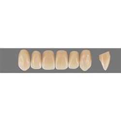 Vita Physiodens Classic Upper, Anterior, Shade C2, Mould O5L