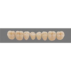 Vita Physiodens 3D Classic Lower, Posterior, Shade B2, Mould 21E