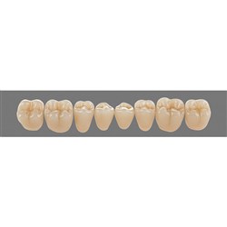 Vita Physiodens 3D Classic Lower, Posterior, Shade B3, Mould 23E