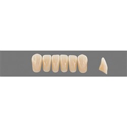 Vita Vitapan EXCELL Classical, Lower, Anterior, Shade A2, Mould L37