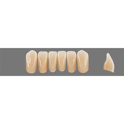 2L25 Lower L6L Vita Physiodens