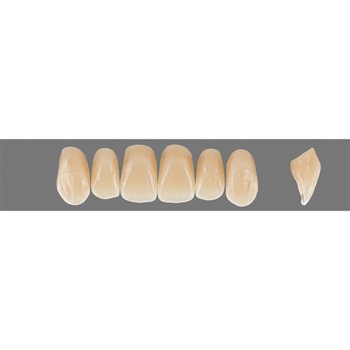 Vita Physiodens Classic Upper, Anterior, Shade C1, Mould T6L