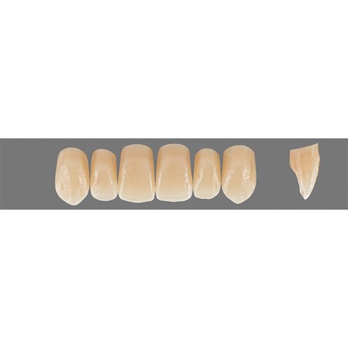 Vita Physiodens Classic Upper, Anterior, Shade C1, Mould X3L
