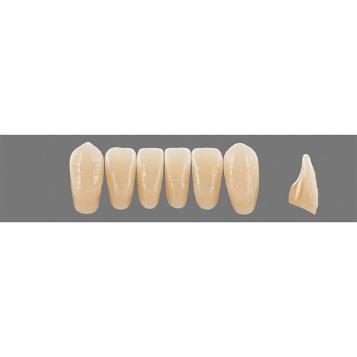 Vita Physiodens Classic Lower, Anterior, Shade C4, Mould L8L