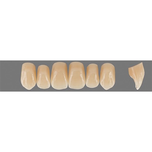 Vita Physiodens Classic Upper, Anterior, Shade C4, Mould O6L