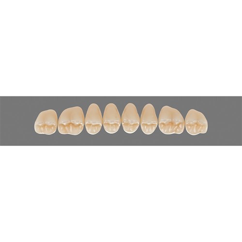 4M2 Upper 41CU Cuspiform
