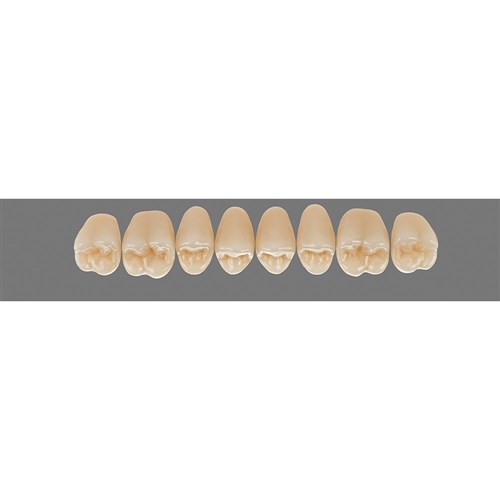 Upper 21 3M2 A3 D3 Lingoform Teeth 3D