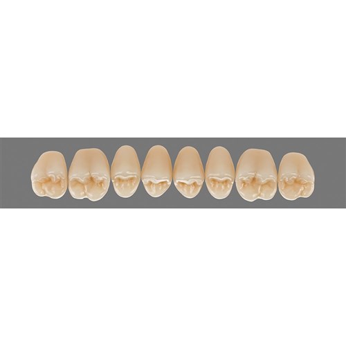 Upper 23 3M2 A3 D3 Lingoform Teeth 3D