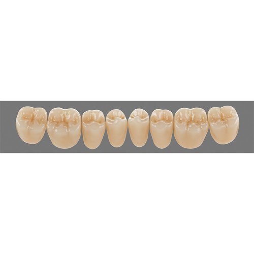 Lower 24 3M2 A3 D3 Lingoform Teeth 3D