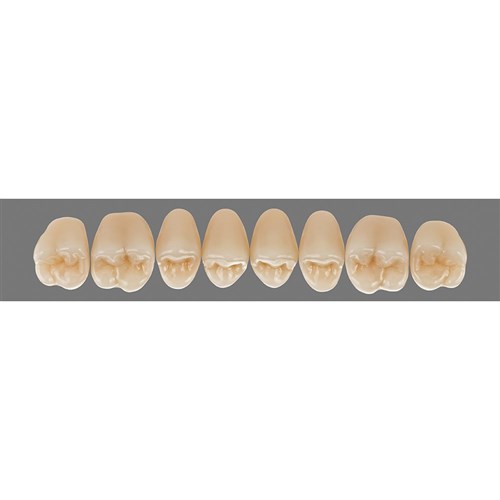 Upper 24 3M2 A3 D3 Lingoform Teeth 3D
