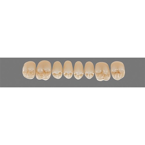 Vita Physiodens 3D Classic Upper, Posterior, Shade A3, Mould 20E