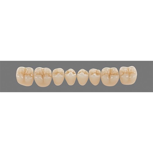 Vita Physiodens 3D Classic Lower, Posterior, Shade A3, Mould 22E