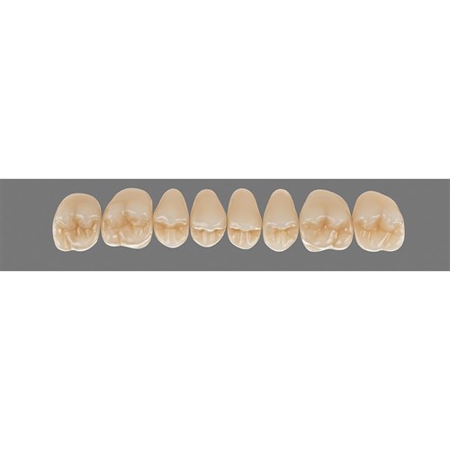 Vita Physiodens 3D Classic Upper, Posterior, Shade A3, Mould 22E