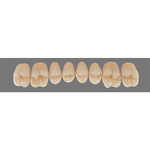 Vita Physiodens 3D Classic Upper, Posterior, Shade A3, Mould 24E