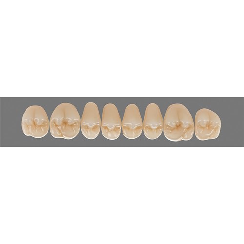 Vita Physiodens 3D Classic Upper, Posterior, Shade A3.5, Mould 23E