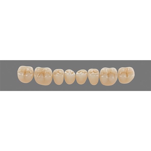 Vita Physiodens 3D Classic Lower, Posterior, Shade A4, Mould 20E