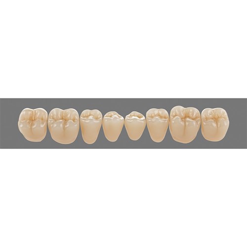 Vita Physiodens 3D Classic Lower, Posterior, Shade B2, Mould 23E
