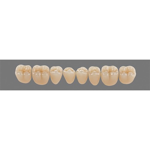 Vita Physiodens 3D Classic Lower, Posterior, Shade B3, Mould 21E