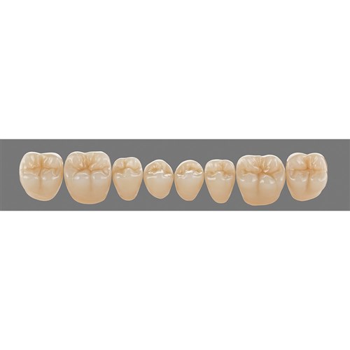 Vita Physiodens 3D Classic Lower, Posterior, Shade B3, Mould 24E