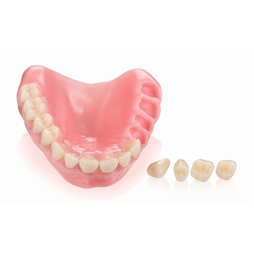 Vita VIONIC VIGO - Anterior - Shade A3, Mould R49 - Upper