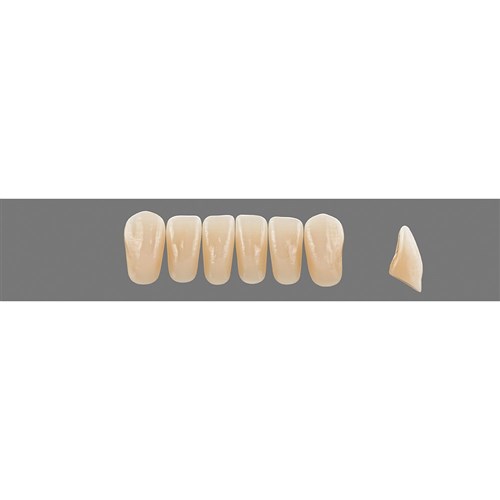 Vita Vitapan EXCELL Classical, Lower, Anterior, Shade A35, Mould L37