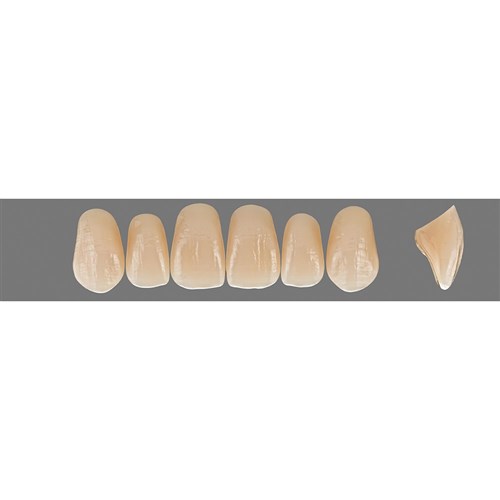 D4 Upper O51 Anterior